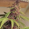 Семена марихуаны  Kun feminised Bang Seeds