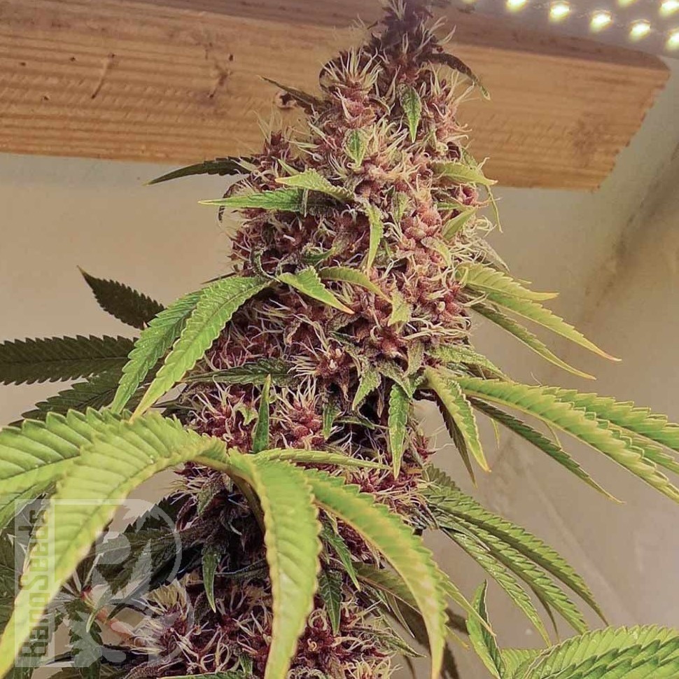 Семена марихуаны  Kun feminised Bang Seeds