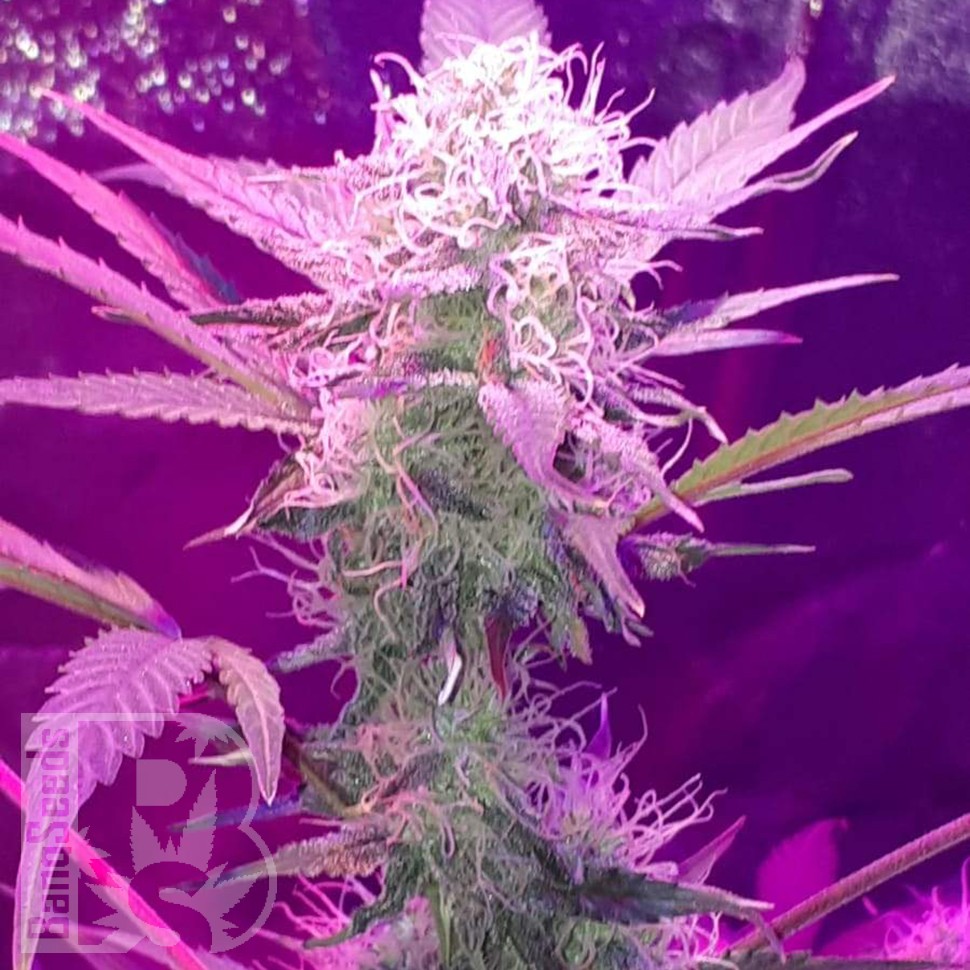 где заказать семена конопли Auto Lemon Haze feminised