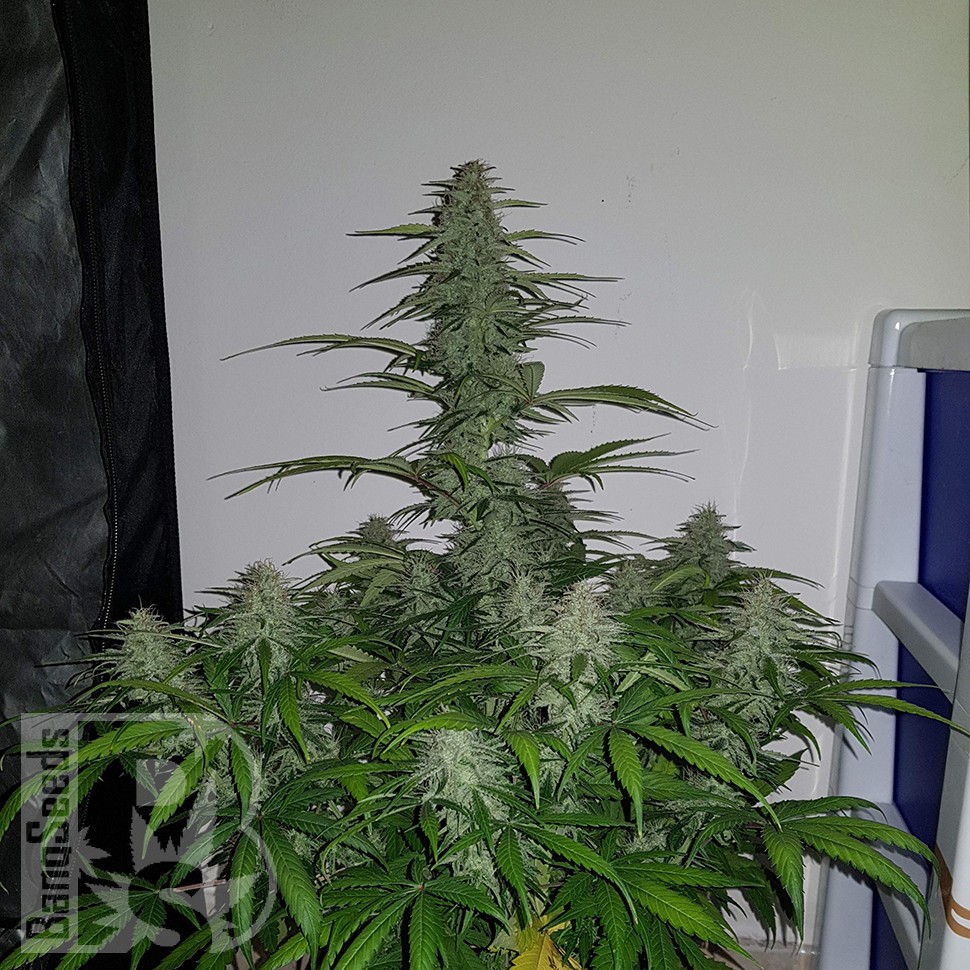 Семена  Auto Lemon Haze feminised Ganja Seeds