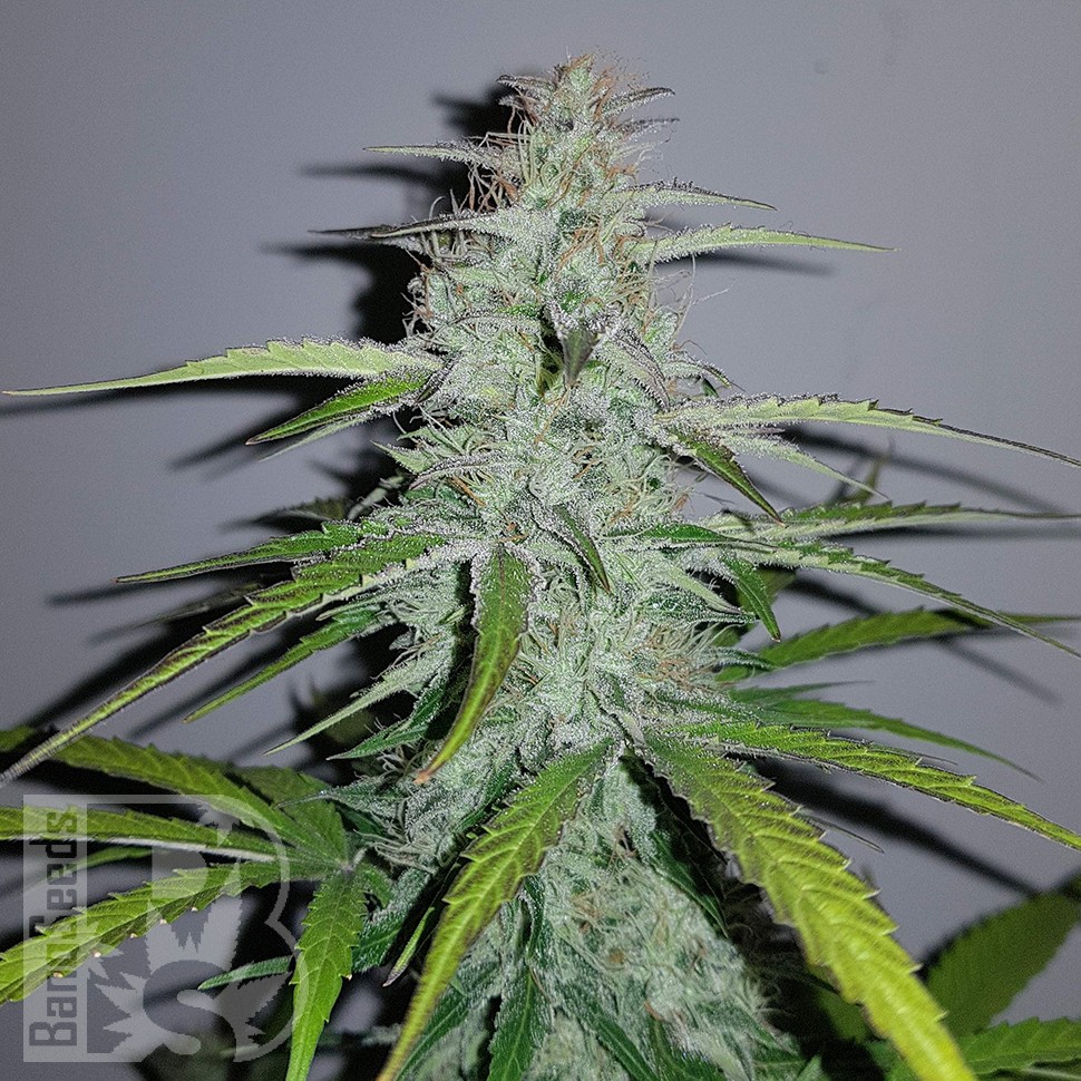 Семена  Auto Lemon Haze feminised Ganja Seeds