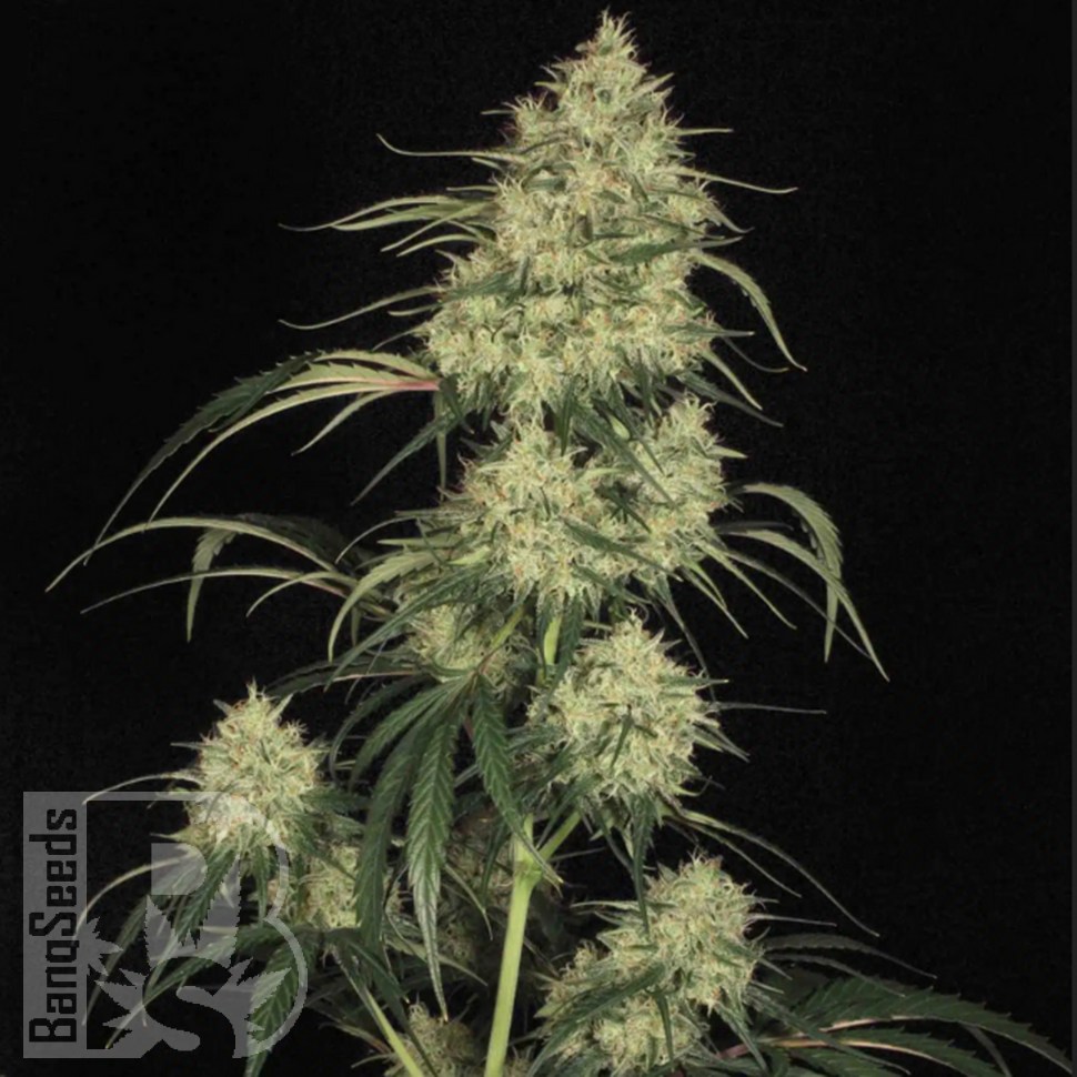 семена конопли Atomical Haze feminised Ganja Seeds
