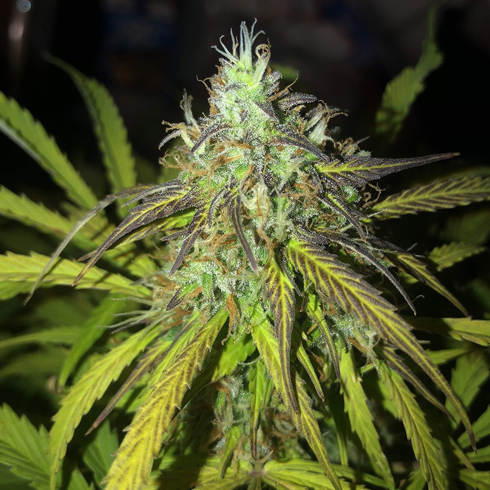 заказать семена конопли Auto Amnesia Haze feminised