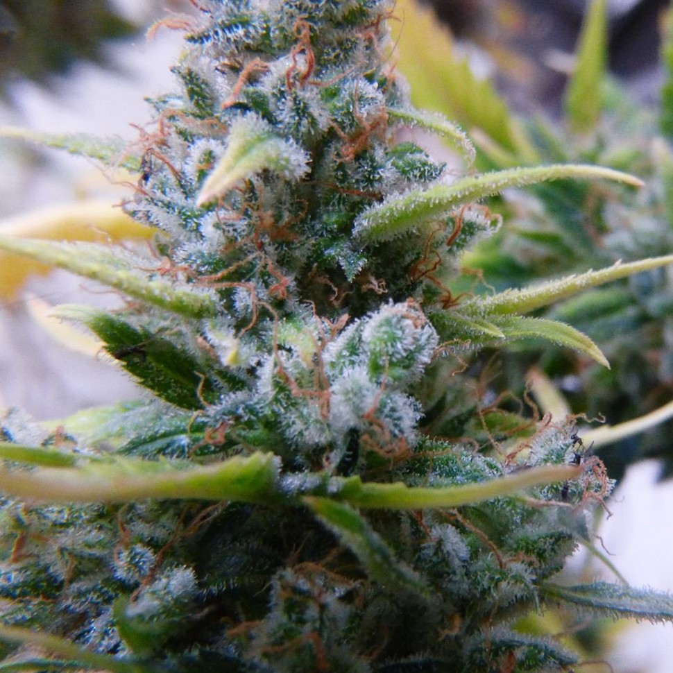 Auto Mix feminised Ganja Seeds купить Auto Mix feminised Ganja Seeds купить