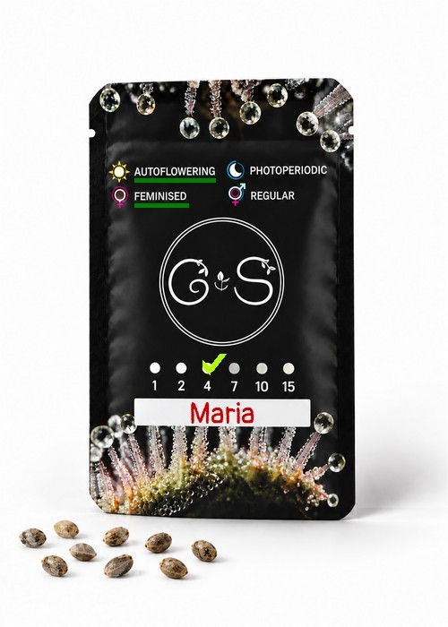 Семена  Auto Maria feminised Ganja Seeds