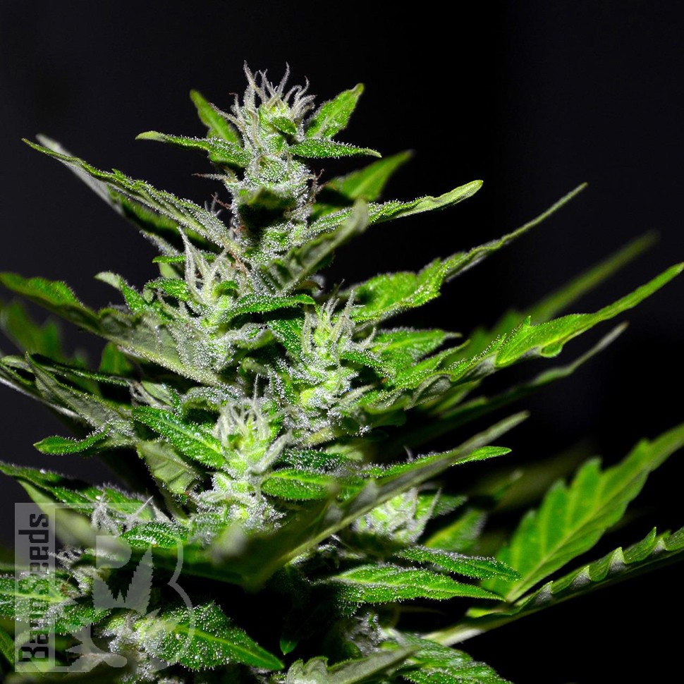 Семена Auto Maria feminised Ganja Seeds