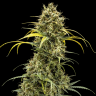 Семена  Auto Maria feminised Ganja Seeds