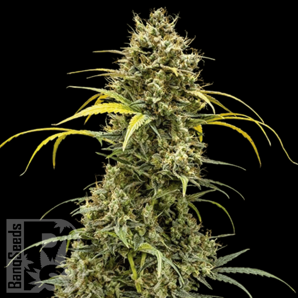 Семена  Auto Maria feminised Ganja Seeds