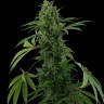 Семена  Auto Maria feminised Ganja Seeds