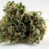Grapefruit Diesel feminised Ganja Seeds