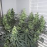 Grapefruit Diesel feminised Ganja Seeds