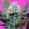 Семена конопли Auto + Speed feminised Ganja Seeds