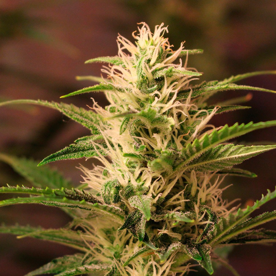 Семена марихуаны Auto + Speed feminised Ganja Seeds