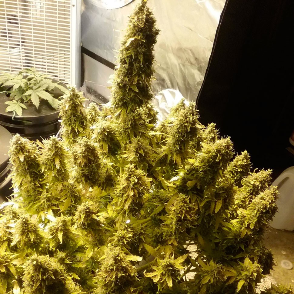 Семена каннабиса Auto + Speed feminised Ganja Seeds