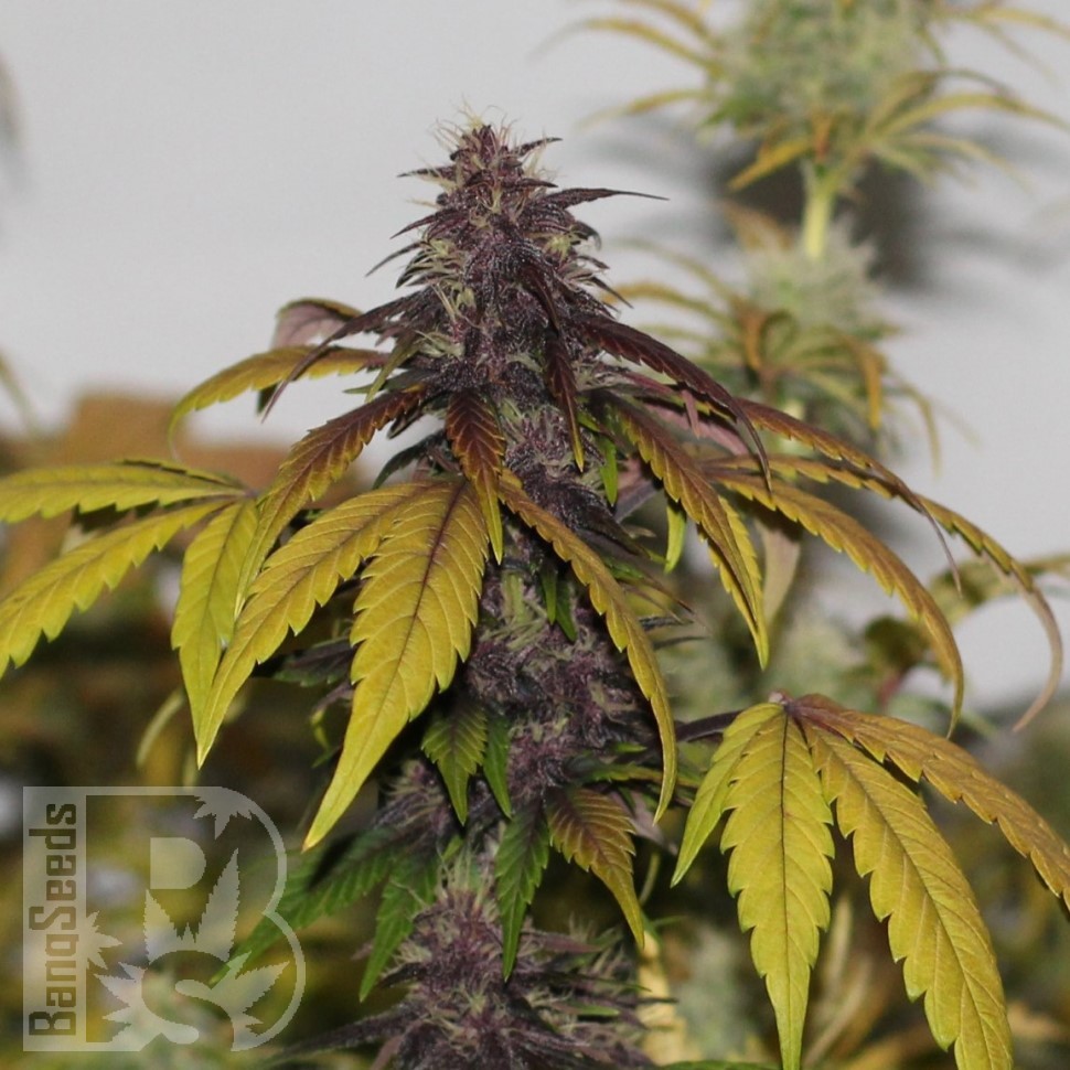 Семена марихуаны  Umai feminised Bang Seeds