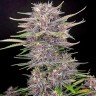 Семена марихуаны  Umai feminised Bang Seeds