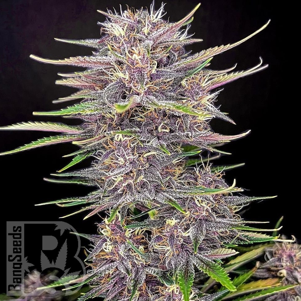 Семена марихуаны  Umai feminised Bang Seeds