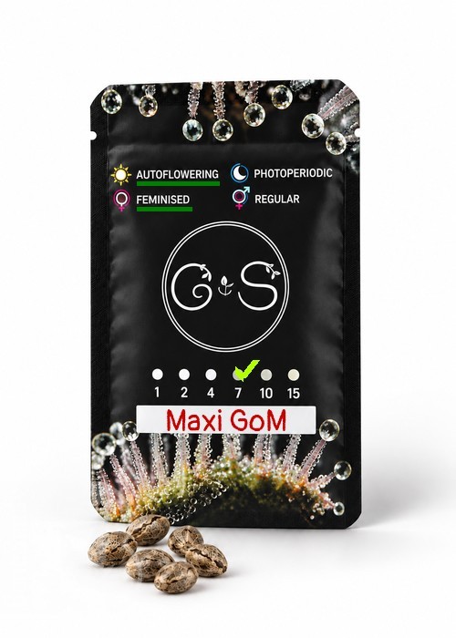 Семена  Auto Maxi GoM feminised Ganja Seeds