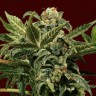 Jet 47 feminised Ganja Seeds Jet 47 feminised Ganja Seeds