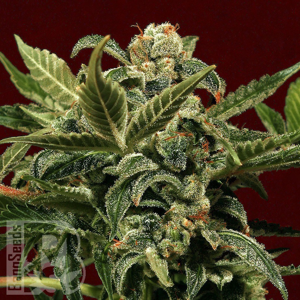Jet 47 feminised Ganja Seeds Jet 47 feminised Ganja Seeds