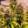 Jet 47 feminised Ganja Seeds Jet 47 feminised Ganja Seeds