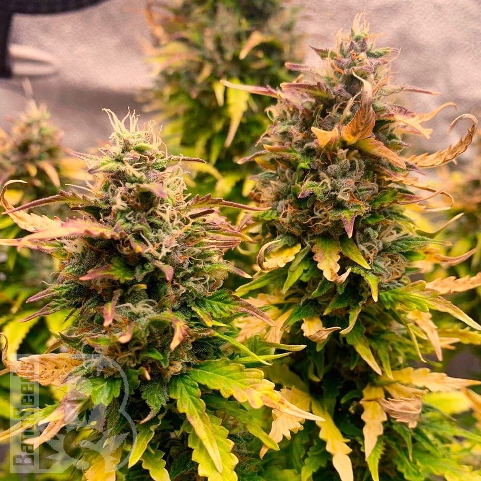 Jet 47 feminised Ganja Seeds Jet 47 feminised Ganja Seeds