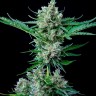 Jet 47 feminised Ganja Seeds Jet 47 feminised Ganja Seeds