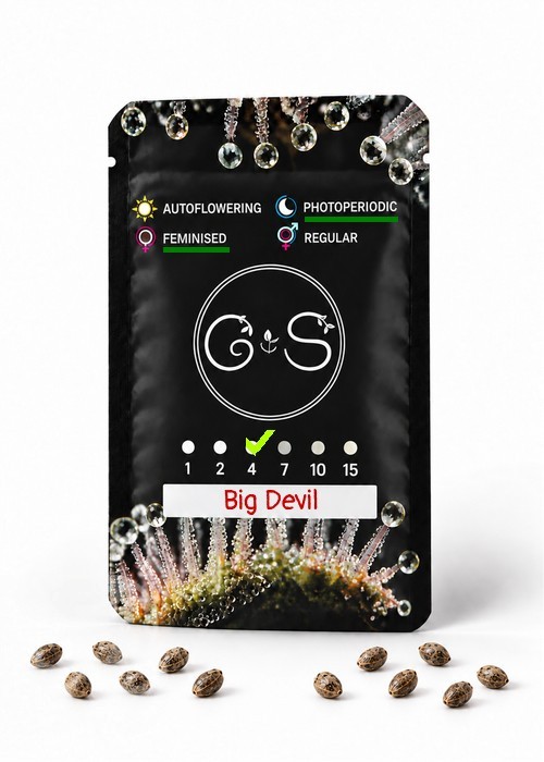 Семена конопли  Big Devil feminised Ganja Seeds