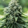 Семена марихуаны  Cream Caramel feminised Fast Version Ganja Seeds
