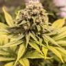 Семена марихуаны  Cream Caramel feminised Fast Version Ganja Seeds