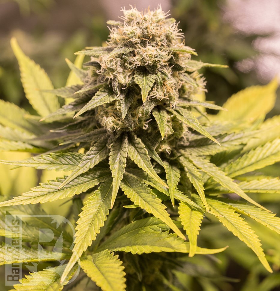Семена марихуаны  Cream Caramel feminised Fast Version Ganja Seeds