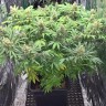 купить семена конопли феминизированные Super Skunk feminised