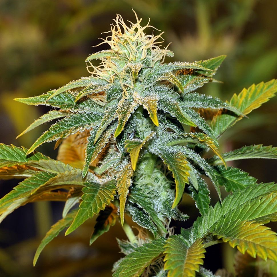 купить семена конопли дешево White Diesel Haze feminised купить семена конопли дешево White Diesel Haze feminised
