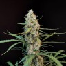 Семена марихуаны White Diesel Haze feminised Ganja Seeds Семена марихуаны White Diesel Haze feminised Ganja Seeds