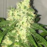 Семена ганжа Point Of No Return x AK-47 (Powerful) regular Ganja Seeds Семена ганжа Point Of No Return x AK-47 (Powerful) regular Ganja Seeds