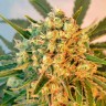 Семена ганжа Point Of No Return x AK-47 (Powerful) regular Ganja Seeds Семена ганжа Point Of No Return x AK-47 (Powerful) regular Ganja Seeds