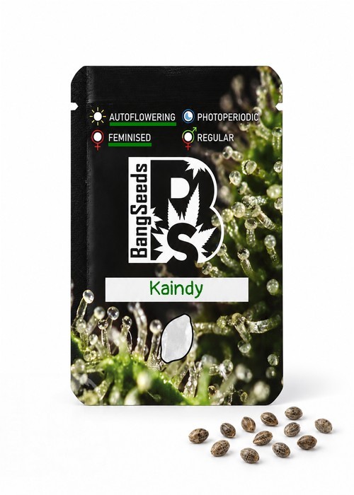 Семена конопли  Auto Kaindy feminised Bang Seeds