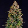 Auto Watermelon Zkittlez feminised Ganja Seeds