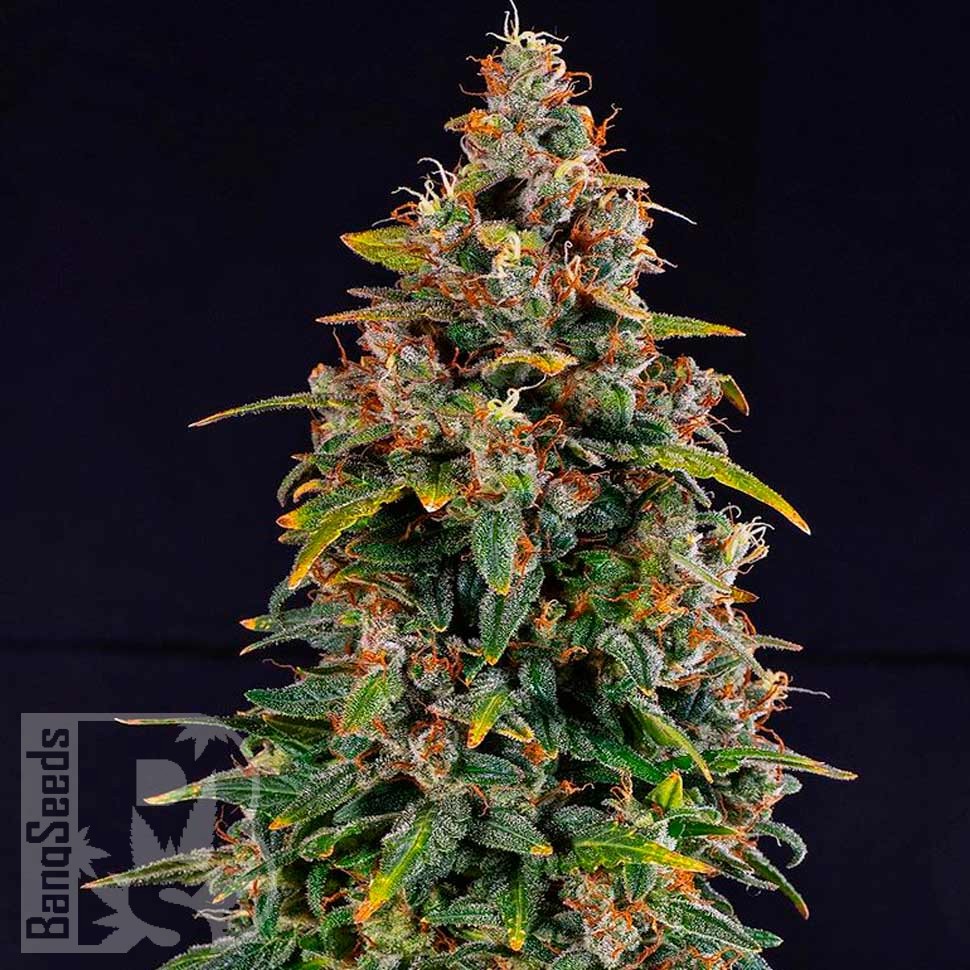 Auto Watermelon Zkittlez feminised Ganja Seeds