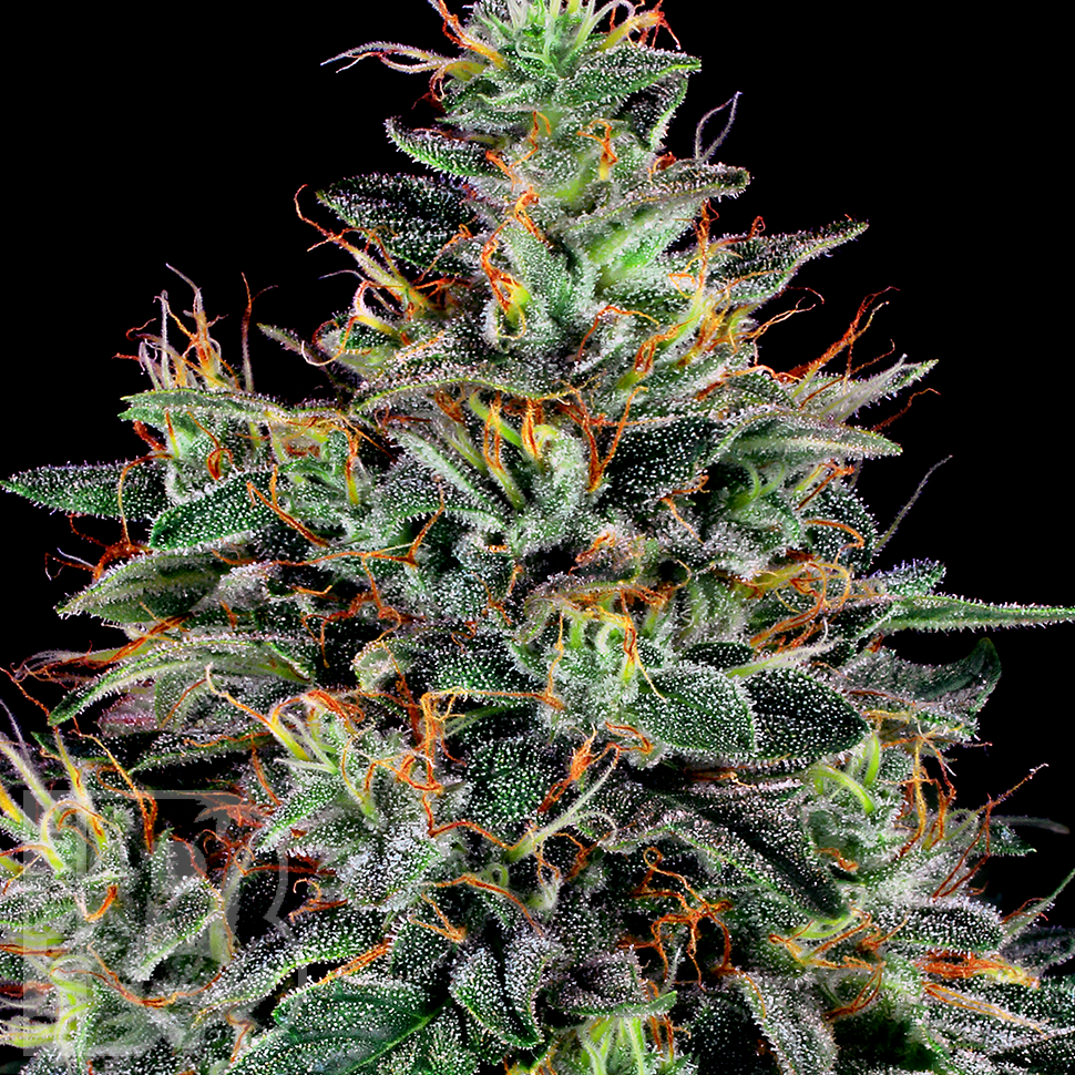 купить семена конопли недорого Master Kush feminised Ganja Seeds