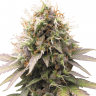 Семена марихуаны  Auto Sweet Cheese feminised Ganja Seeds