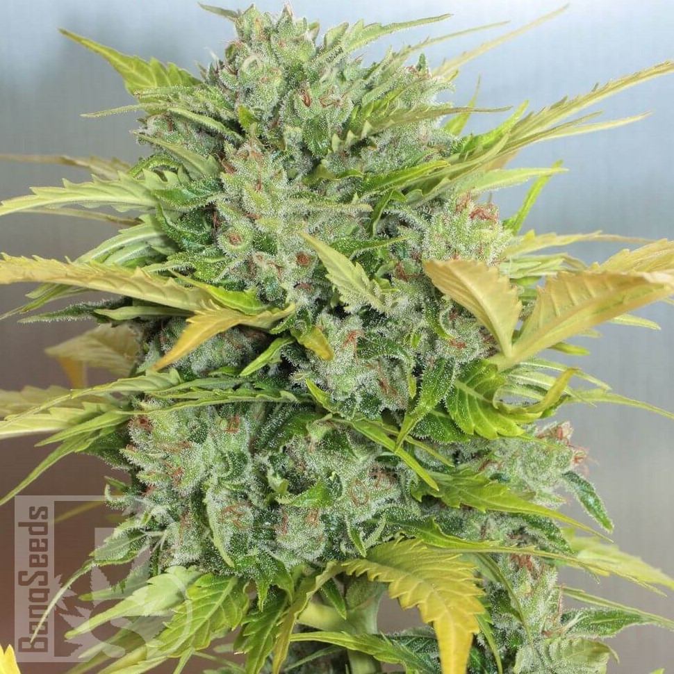 Семена марихуаны  Auto Sweet Cheese feminised Ganja Seeds