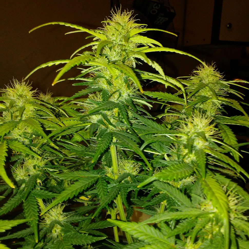 купить семена конопли медицинской  CBD White Widow feminised