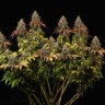 Семена ганжа  White Widow CBD feminised Ganja Seeds