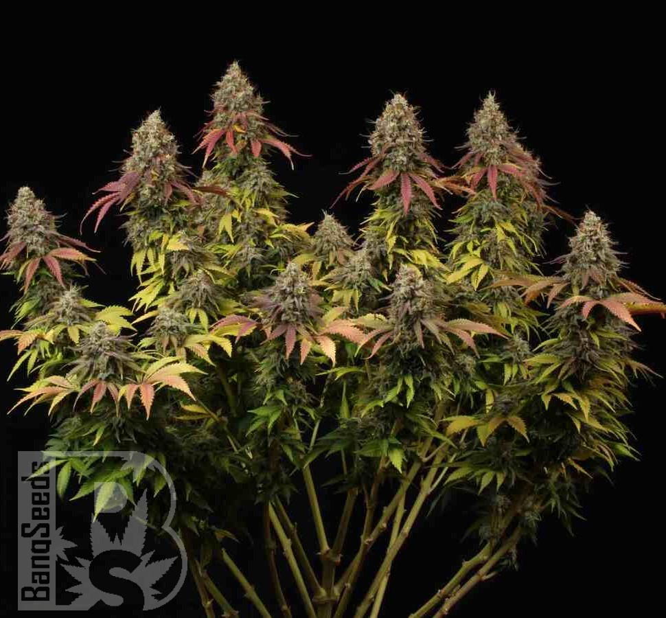 Семена ганжа  White Widow CBD feminised Ganja Seeds