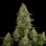 Семена ганжа  White Widow CBD feminised Ganja Seeds