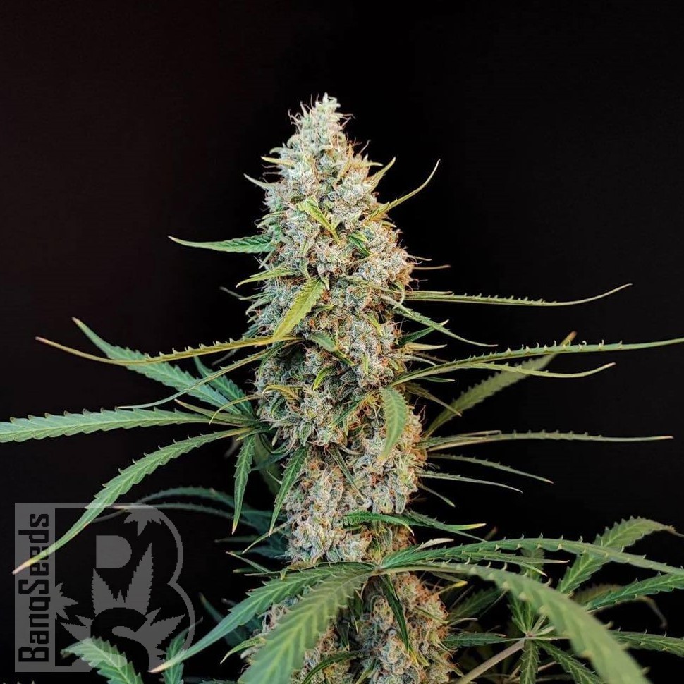Семена ганжа  White Widow CBD feminised Ganja Seeds