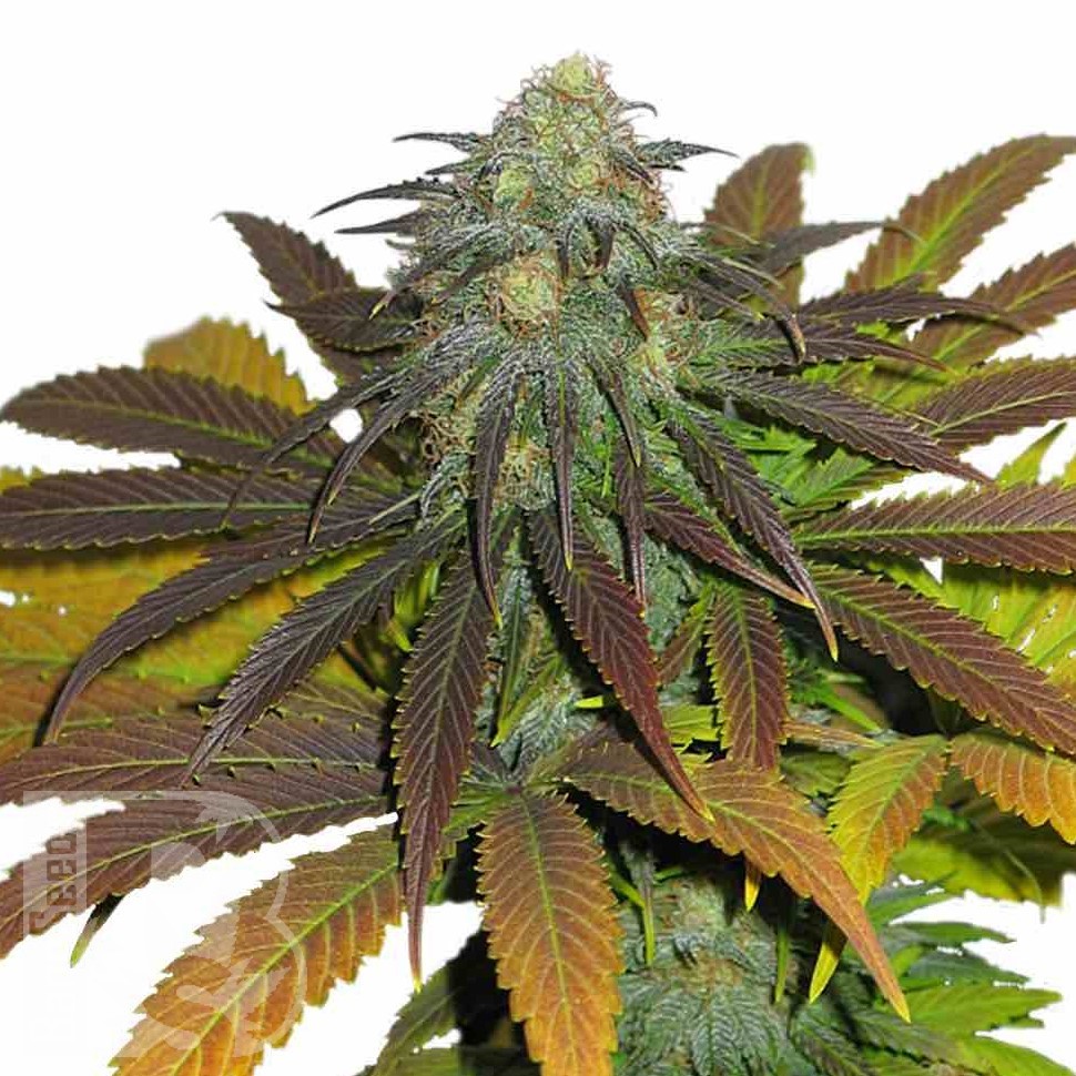 Семена  Euforia feminised Ganja Seeds