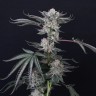 Семена  Euforia feminised Ganja Seeds