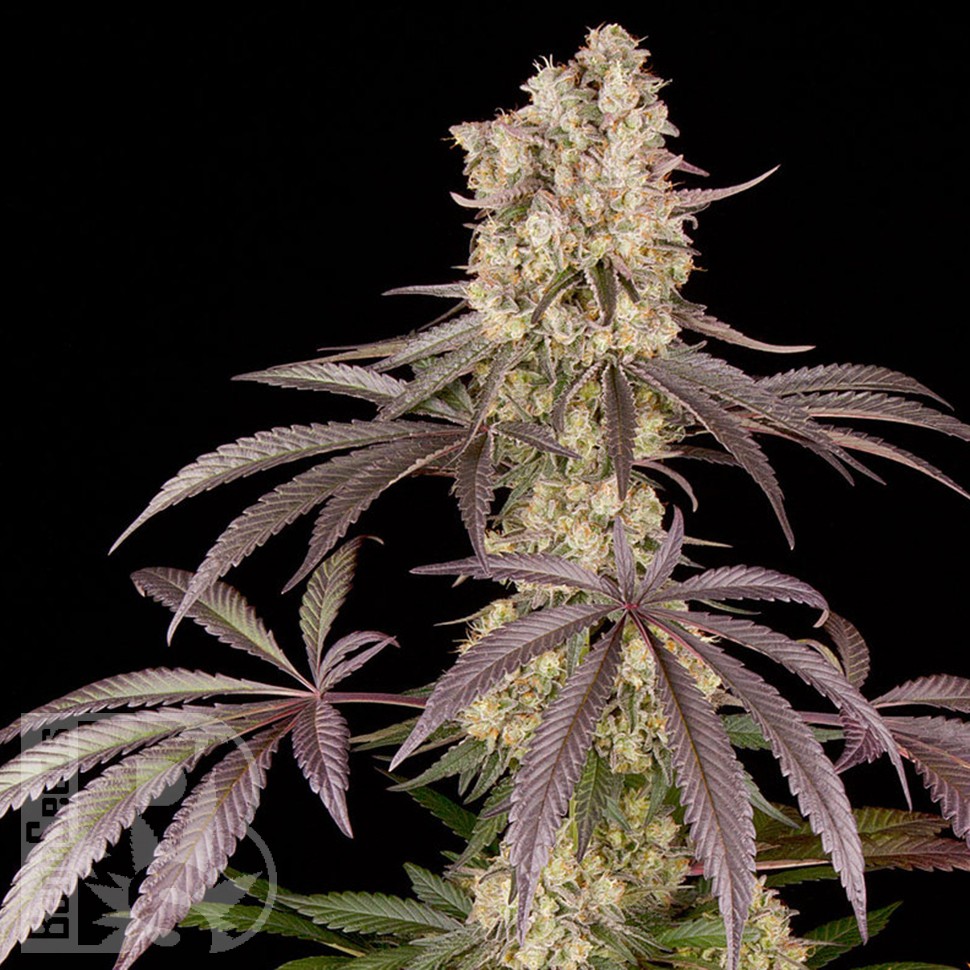 где заказать семена конопли Runtz Muffin feminised Ganja Seeds